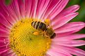 Pollen Pouches
